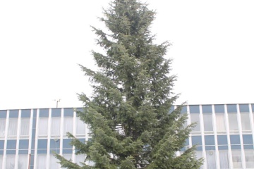 Mesto osadilo hlavný vianočný stromček